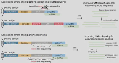 Figure. 1 Two strategies to improve long-read transcriptome sequencing:
Homotrimer UMI labeling for quantification accuracy and anchor bead design for better read recovery.